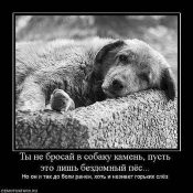 Собачья жизнь