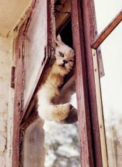 ���������� �������