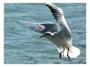 ����� ����