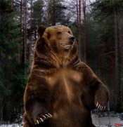 Медведя, Русская душа...
