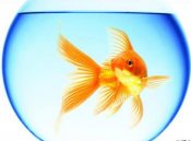 ����� � �����