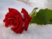 Благоухание зимних роз
