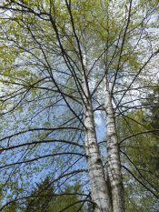 ����� �����.