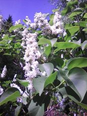 Мне бы встретиться с Вами однажды.