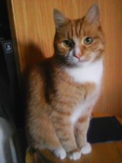 ��� ���.