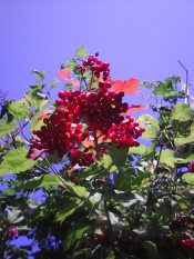 ������ ������� ������.