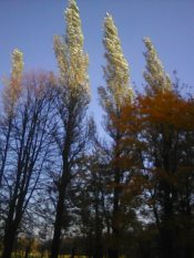 ������ �����������.