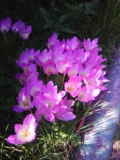 Весна придёт ...