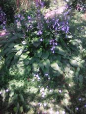 Тенистый сад...