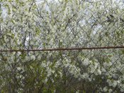 Всё в бело розовом тумане...