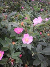 Быть может...