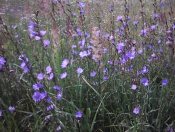 Всё васильки, васильки.