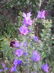 Шмели пока ещё летают