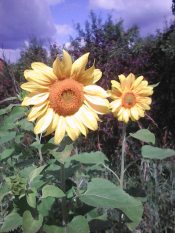 ...под окошком ветер...