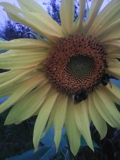 Дачная зарисовка.