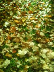 Золотая пора...