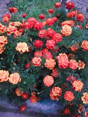 Мы чем - то с осенью похожи.