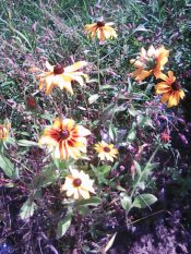 Наложит осень нам запрет.