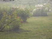 Приснился просто летний дождь.