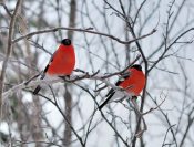 � ����� ����� ��