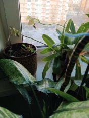 �� �� - ������ �������