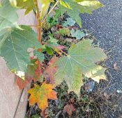 ����� ��������� �������