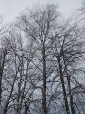 ��� �� �����...