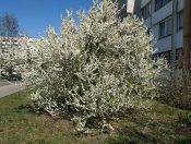 � ����� �������� �������